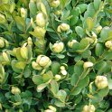 Buxus sempervirens 'Suffruticosa'